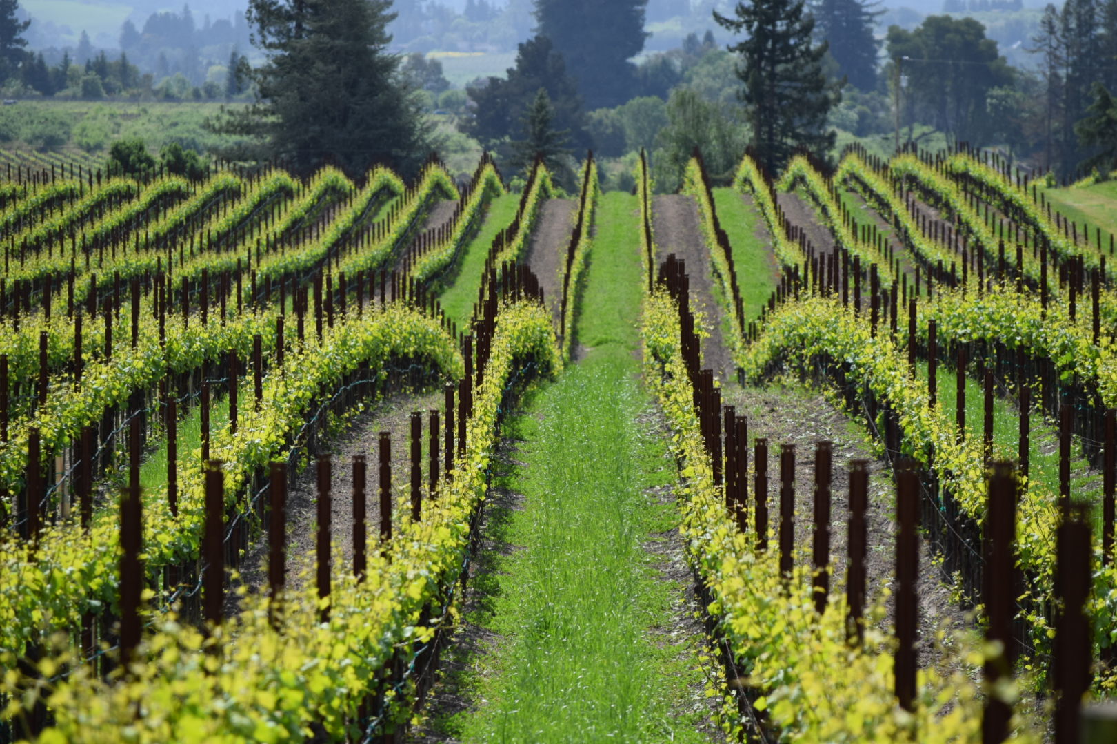 Wine Facts: Cover Crops in a Vineyard & How They Benefit the Wine ...