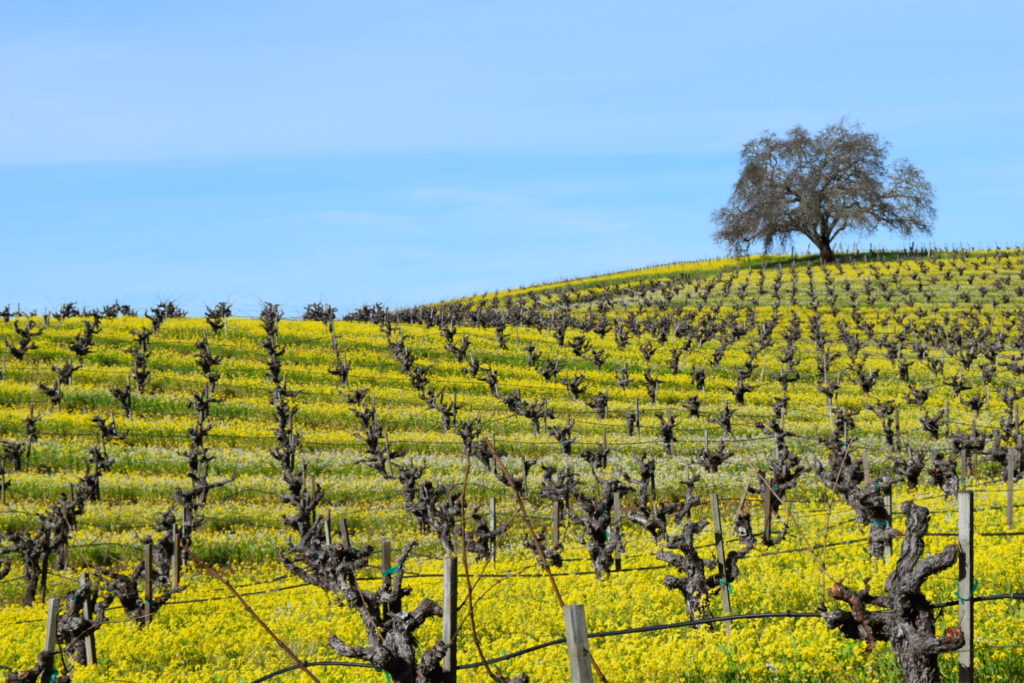California Wine Vineyard Mustard Seed in Spring