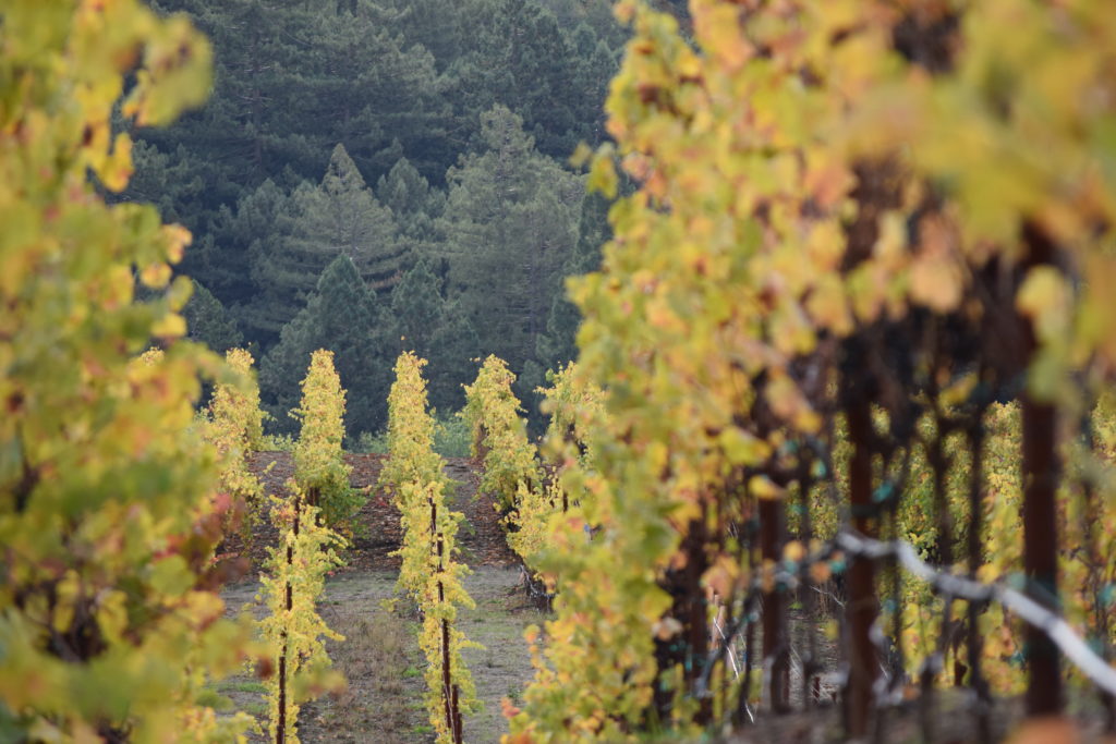 Wineries Invite Followers Into that World of Wine by Showing Vineyard Photos Like this one