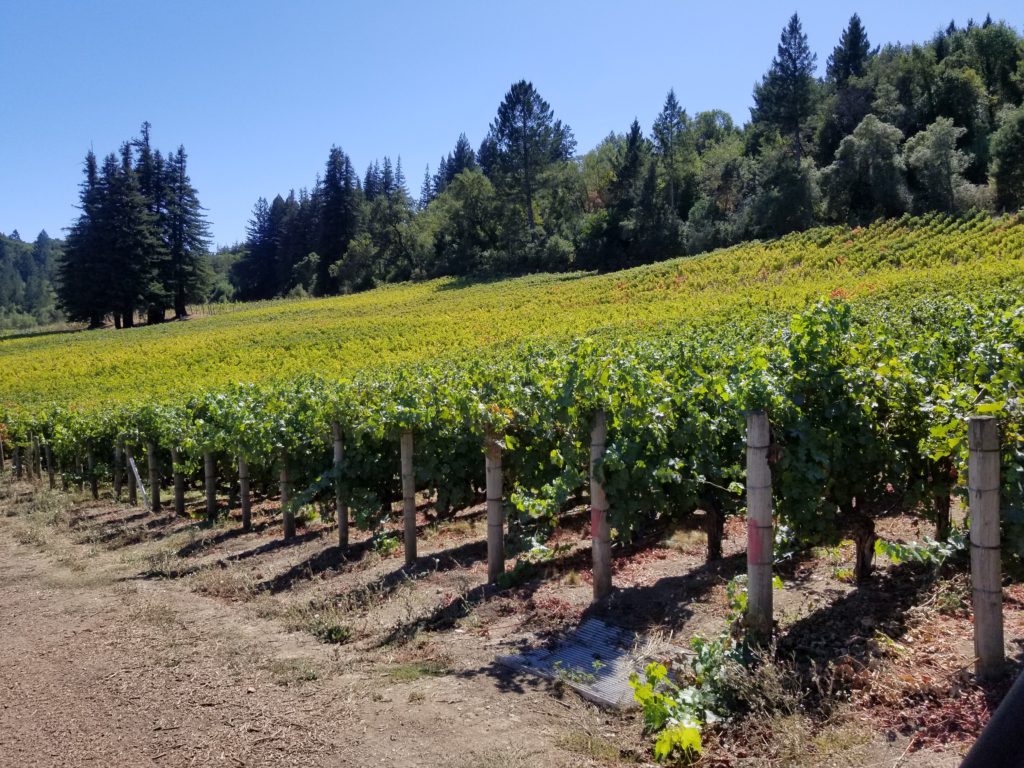 California Wine Vineyard Napa