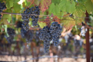 California Wine Grapes Pinot Noir