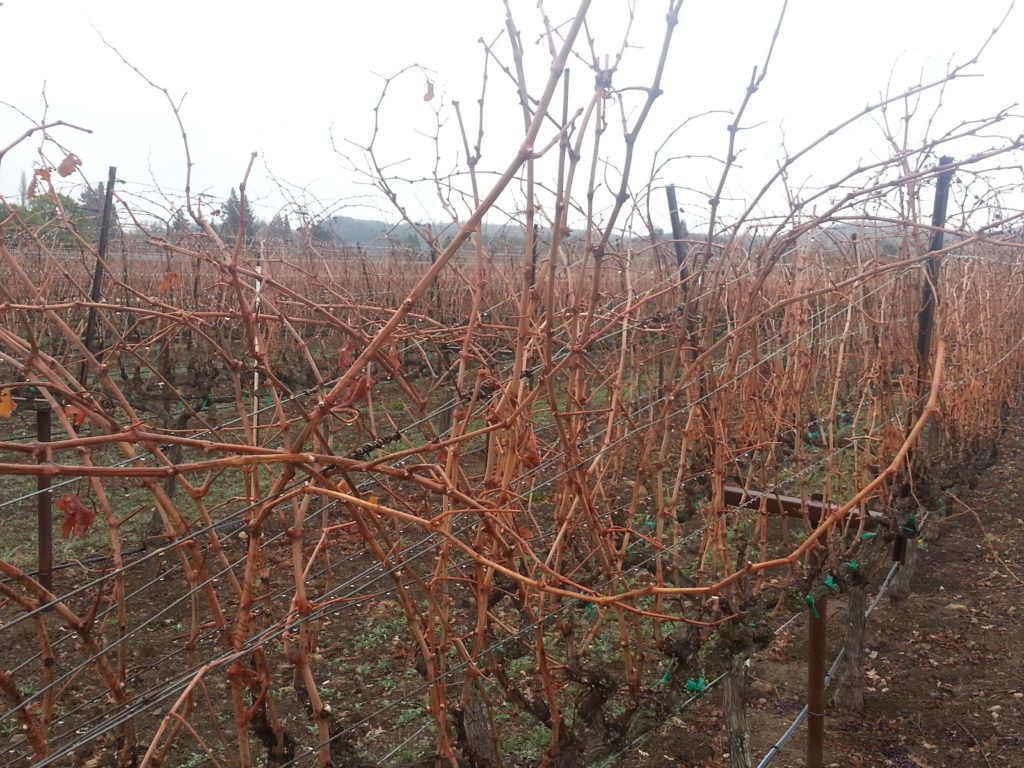 Vines Ready for Cutting to Propagate Grapes